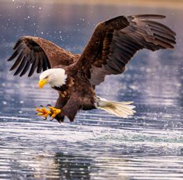 Click Blocks - Magnetic 27 pc Animals Puzzle image number 8