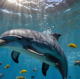 Click Blocks - Magnetic 27 pc Animals Puzzle image number 13