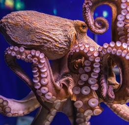 Click Blocks - Magnetic 27 pc Animals Puzzle image number 3