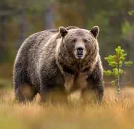 Click Blocks - Magnetic 27 pc Animals Puzzle image number 7